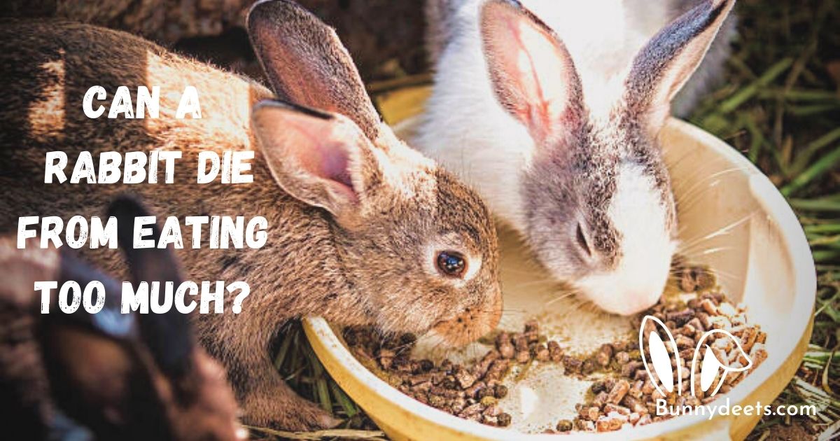 Can A Rabbit Die From Eating Too Much?