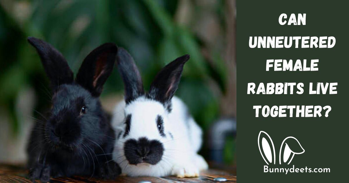 Can Two Unneutered Female Rabbits Live Together?