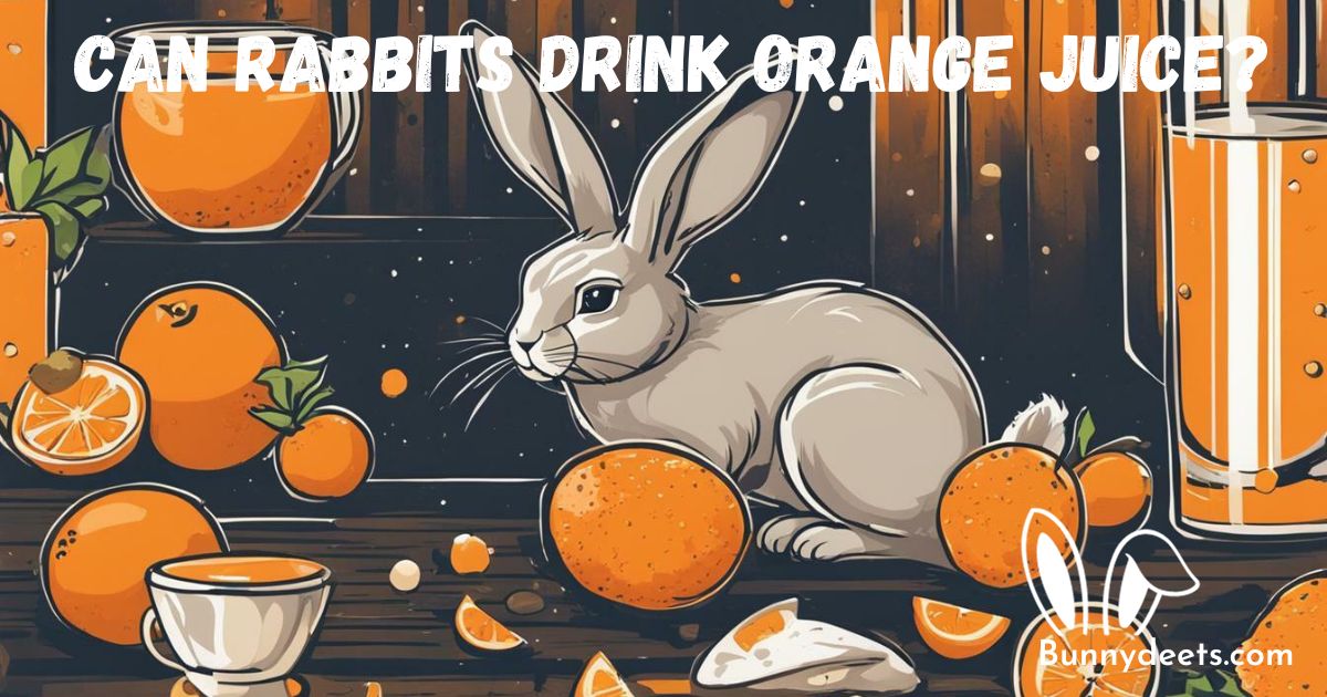 Can Rabbits Drink Orange Juice?