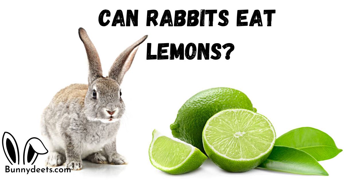 Can Rabbits Eat Lemons?