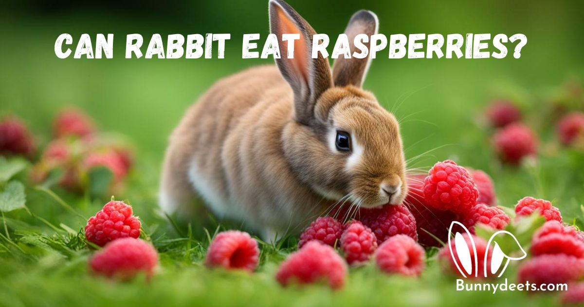 Can Rabbit Eat Raspberries