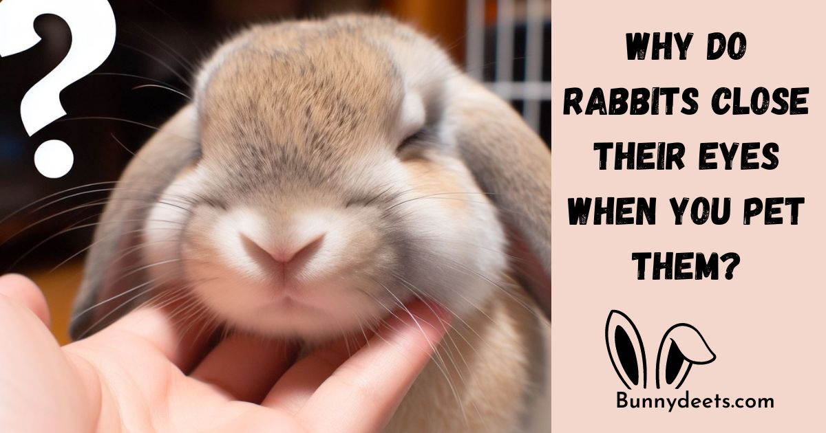 rabbits close their eyes when you pet them